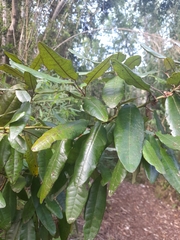 Aextoxicon punctatum