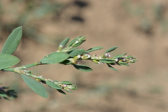 Polygonum aviculare