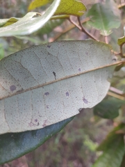 Aextoxicon punctatum