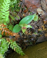 Chiloglottis grammata