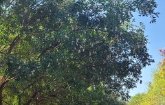 Dermatophyllum secundiflorum
