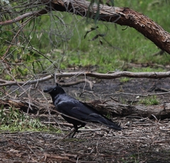 Corvus mellori