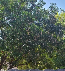 Dermatophyllum secundiflorum