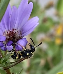 Ancistrocerus catskill