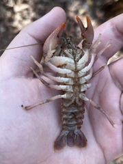 Cambarus