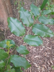 Cryptocarya alba