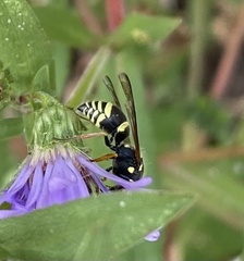 Ancistrocerus catskill
