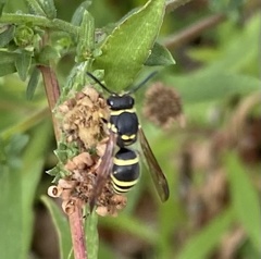 Ancistrocerus catskill