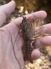 Cambarus