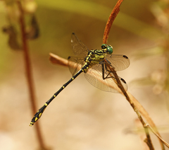 Austrogomphus ochraceus