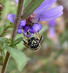 Ancistrocerus catskill