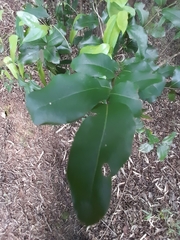 Cryptocarya alba