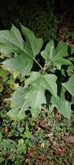 Montanoa grandiflora