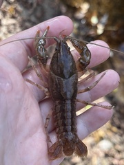 Cambarus