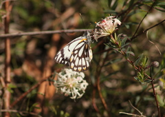 Pimelea linifolia linifolia