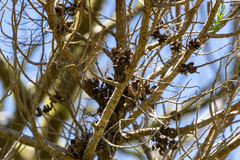 Callitris columellaris