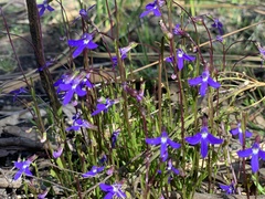 Lobelia gibbosa