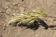 Poaceae