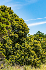 Cryptocarya triplinervis