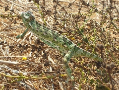 Chamaeleo chamaeleon