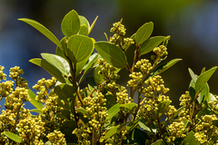 Cryptocarya triplinervis