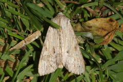 Apamea lithoxylaea