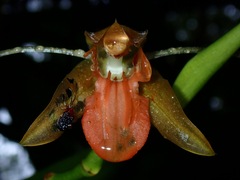 Coelogyne