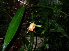 Coelogyne