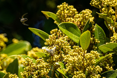 Cryptocarya triplinervis