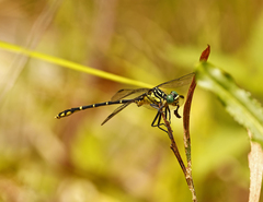 Austrogomphus ochraceus