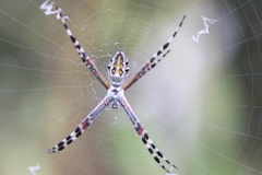 Argiope florida
