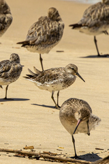 Calidris tenuirostris