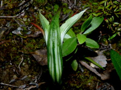 Pterostylis areolata