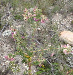 Polygala fruticosa