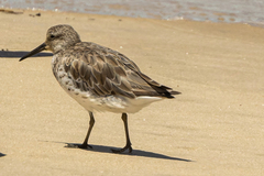 Calidris tenuirostris