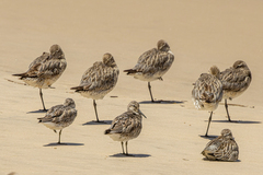 Calidris tenuirostris