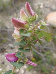Polygala fruticosa