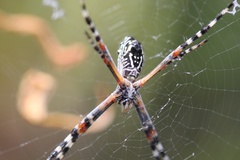 Argiope florida