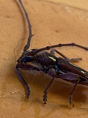 Ambonus distinctus