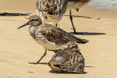 Calidris tenuirostris
