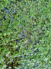 Callitriche stagnalis