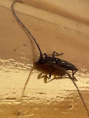 Ambonus distinctus