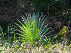 Sabal minor