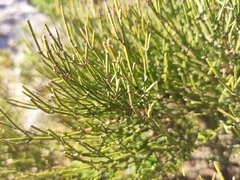 Ephedra major
