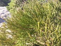 Ephedra major