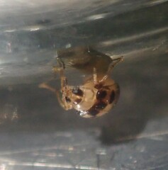 Afromaculepta decemmaculata