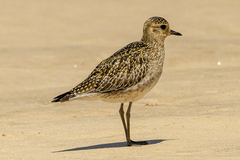 Pluvialis
