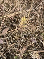 Symphyotrichum sericeum