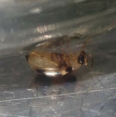 Afromaculepta decemmaculata