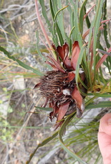 Protea montana
